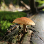 magic mushroom