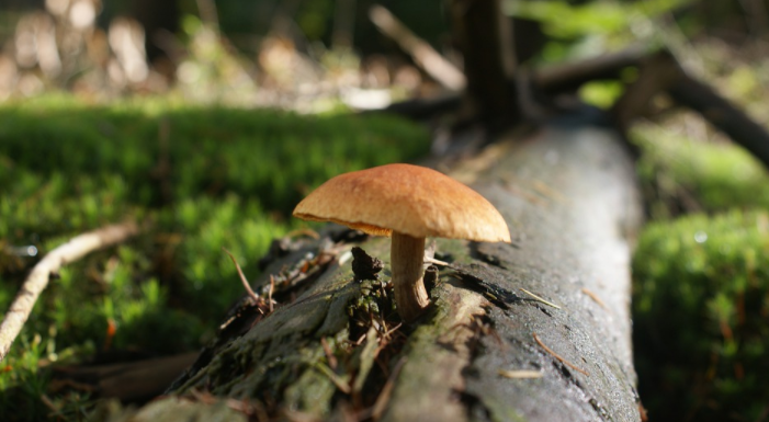 magic mushroom
